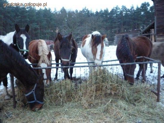 Hierarchia stada końskiego