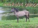 Konik polski cechy