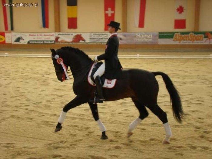 Ujeżdżenie i Mateusz Cichoń na CSI*** Katowice 2010