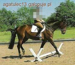 Cavaletti - codzienny trening - cz.3