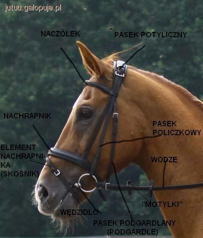 Sprzęt jeździecki dopasowanie itp cz. II   ( kiełzna)