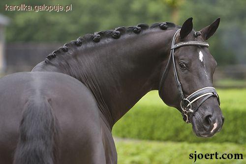 Totilas sprzedany 