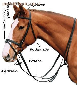 Ogłowie.