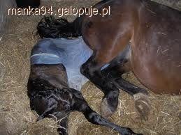Źrebienie się klaczy
