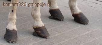 Pielęgnacja kopyt konia