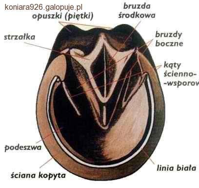 Dbanie o kopyta konia