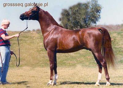 Rasa Saddlebred