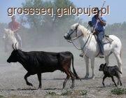 Camargue