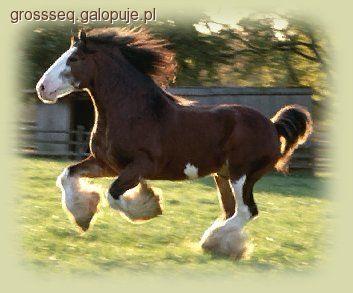 Clydesdale