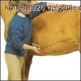 Miejsca wrażliwe dla koni