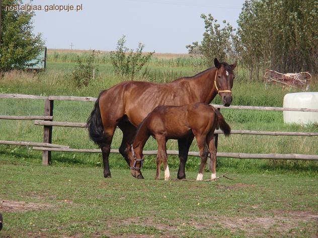 Choroby koni diagnozowane na poddstawie badań krwi