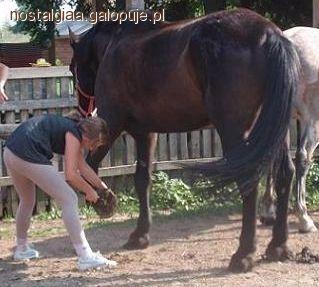 Schorzenia kopyt koni