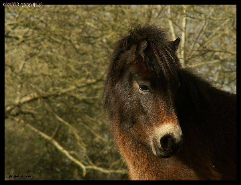 kuc exmoor