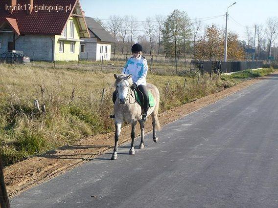 Koń się płoszy! pomocy !