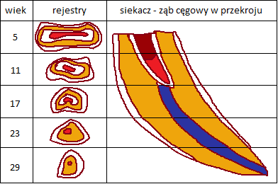 Uzębienie konia