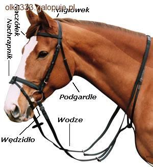 Jak dopasować ogłowie i wędzidło