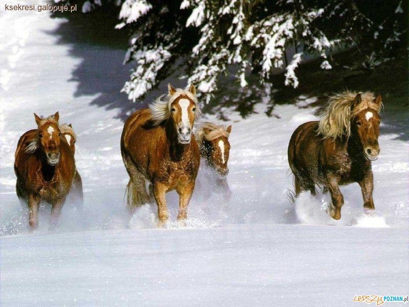 Konie zimą, zima na łące, - cz. 2