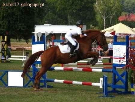 Konie sportowe 