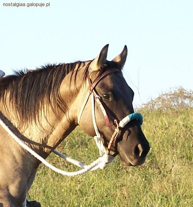 Western - ekwipunek jeździecki