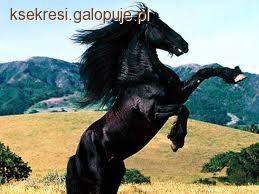 Konie Iberyjskie ( Hiszpanskie )