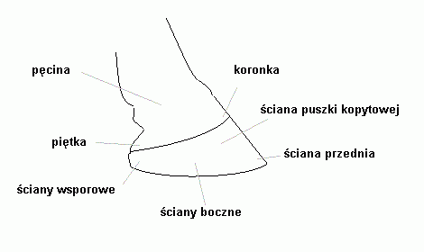 Czyszczenie konia