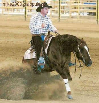 Sprinter Ameryki- Quarter horse