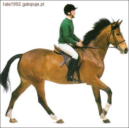 Jazda konna w ośrodku jeździeckim
