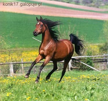 Ogólnie o koniu