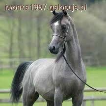 Historia konii :)
