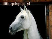 Końskie uszy