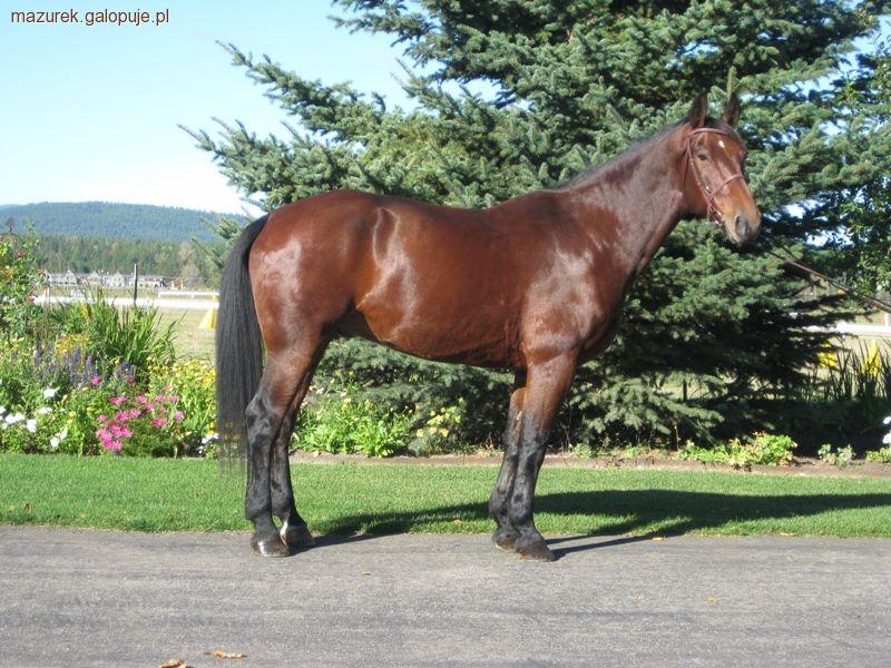 Equo i Caballo - kolejne konie w teamie Piotra Mazurka
