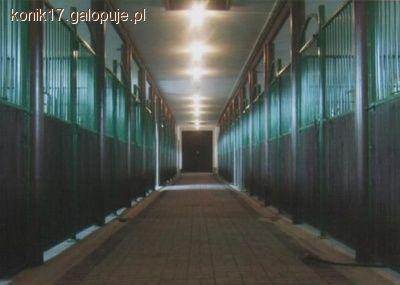 Sprzątanie w stajni - Sprzątamy stajnię 