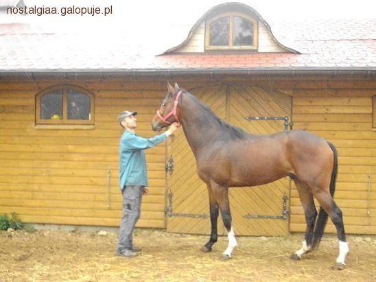 Pokrój konia