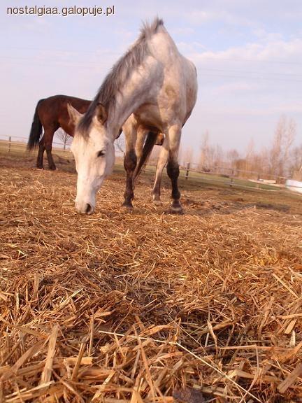 Higiena i przechowywanie konia