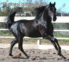 Kon Arabski