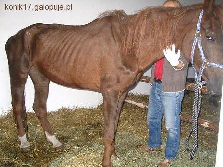 Dychawica oskrzelowa lub COPD u konia