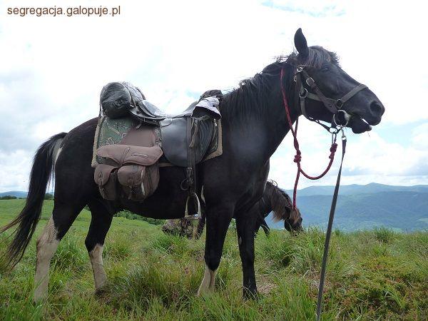 Kilkudniowe rajdy konne - niezbędnik uczestnika