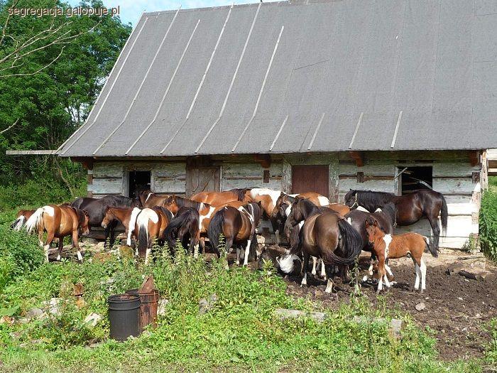 Nierozłączalne stado koni