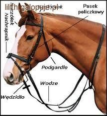 Ściąganie ogłowia - jak ściągnąć ogłowie u konia