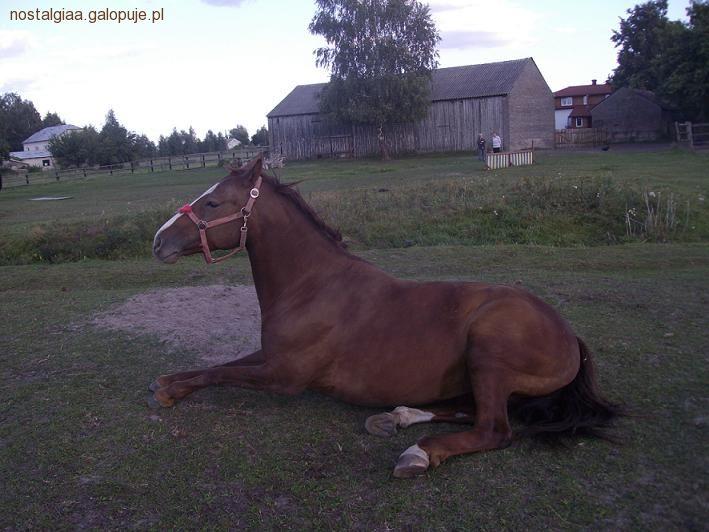 Kolka u koni