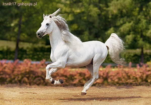 Legendy o koniach 
