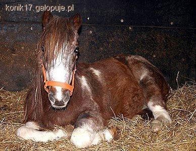 Czy konie śpią na stojąco?
