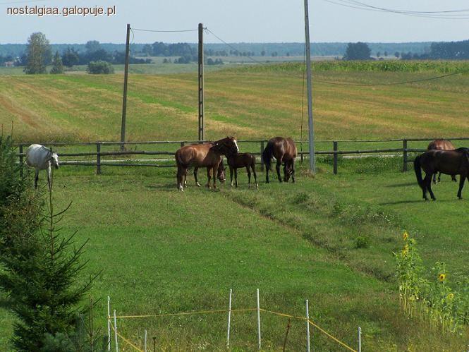 Codzienne opieka nad koniem, wyprowadzanie konia