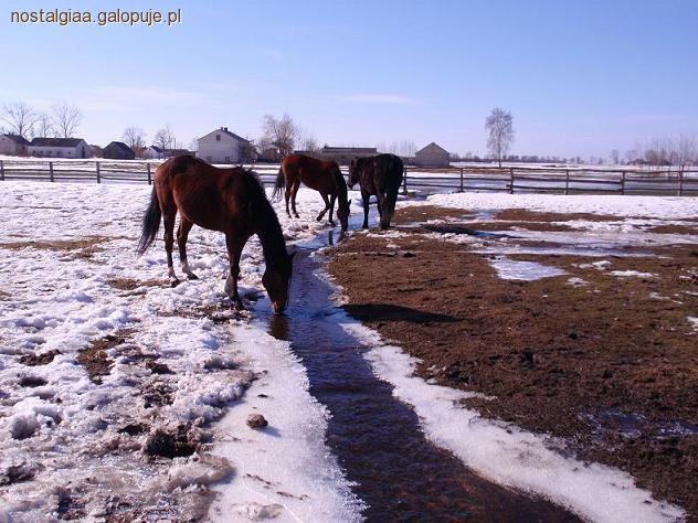 Zasady pojenia koni