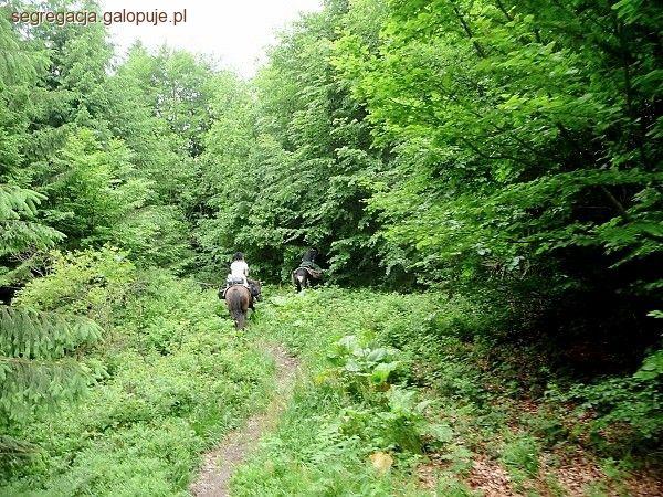Koń wie najlepiej - instynkty konia