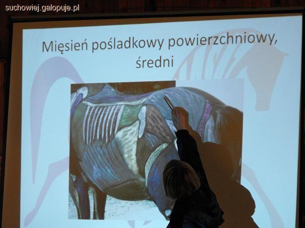 Warsztaty masażu i termowizji u koni - Equine Massage -  stajnia Malachewo 