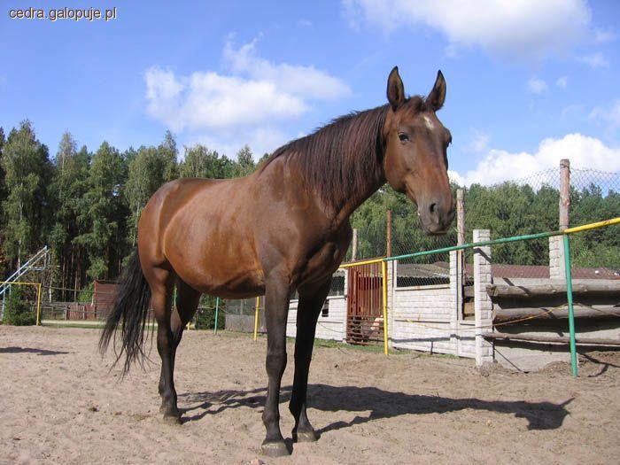 Ulubiony koń Cedra ; *