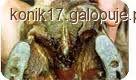 Gnicie strzałki