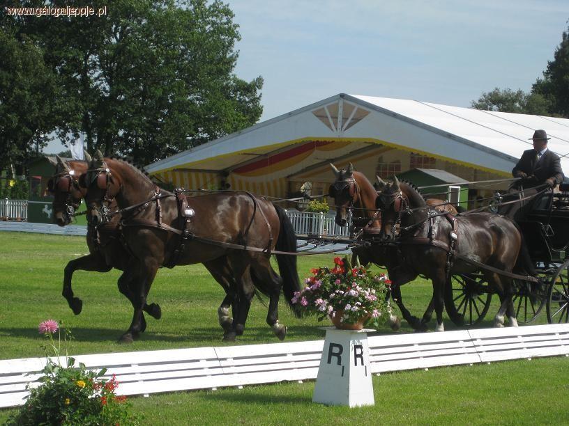 Mazurek Horse Team jedzie do Kentucky!