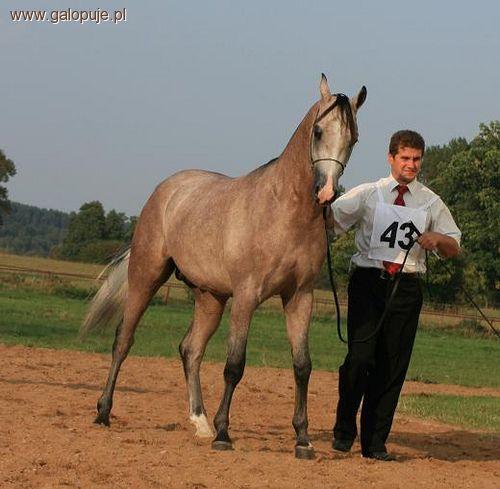 Aukcje Koni Arabskich Czystej Krwi - Janów Podlaski 2010